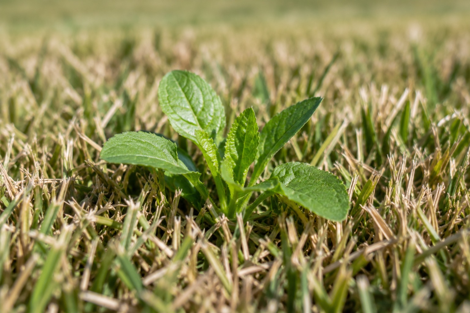 A weed still green and growing in an otherwise dormant lawn, showing survival after treatment
