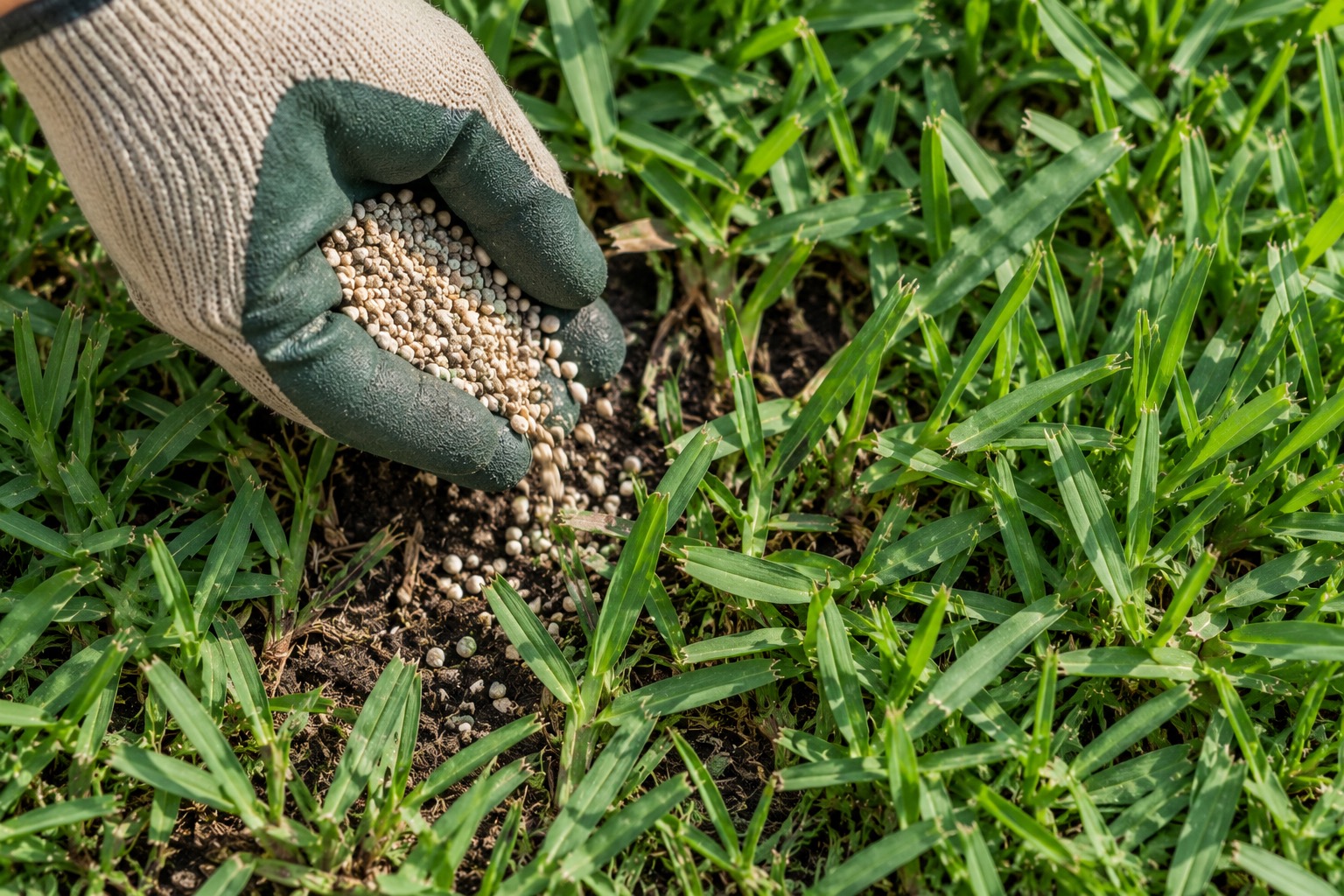 A gloved hand applying granular fungicide treatment to a St. Augustine lawn