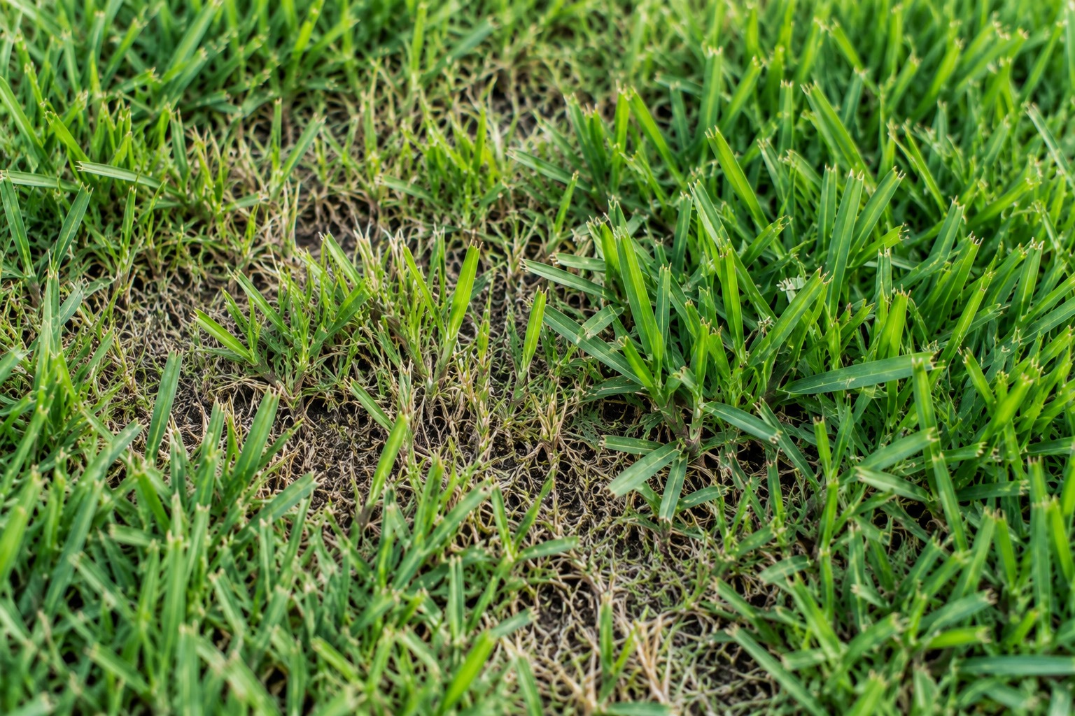 A lawn showing a brown patch area recovering alongside healthy surrounding grass