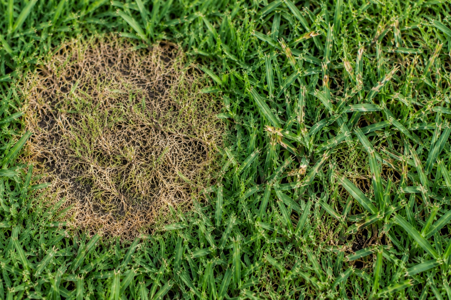 Side-by-side comparison of a brown, diseased patch of turf next to healthy green St. Augustine grass