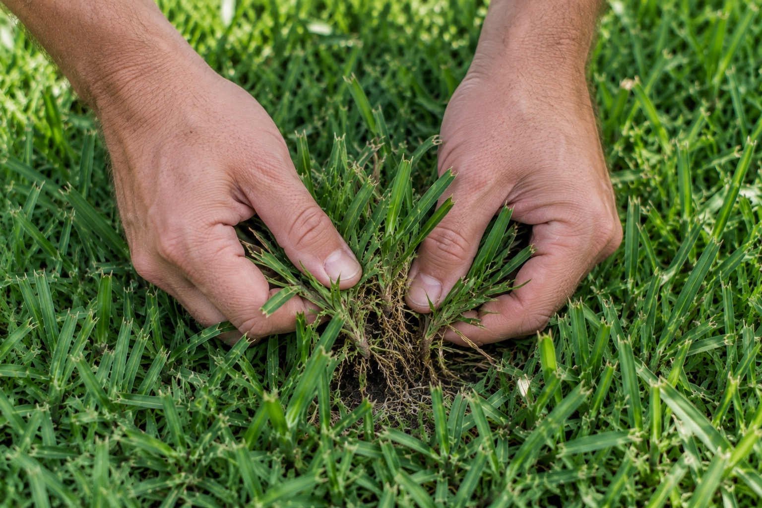 A pair of hands performing a tug test on a small clump of grass to check for root damage