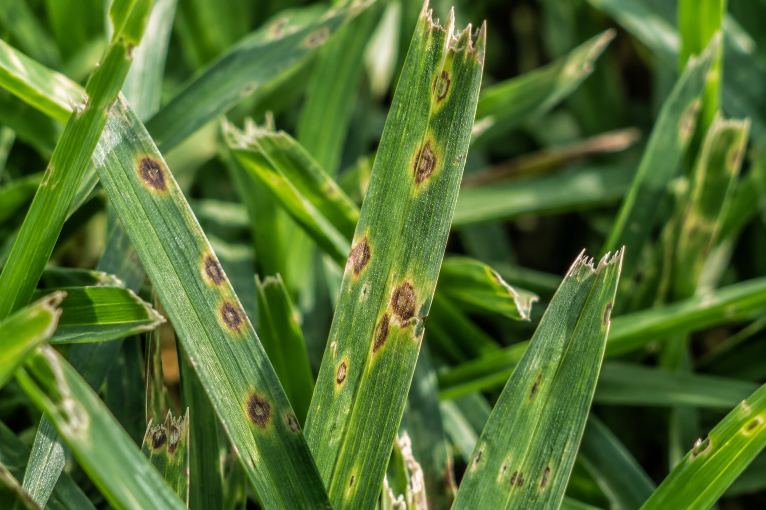 Close-up of St. Augustine grass blades showing small dark spots consistent with gray leaf spot