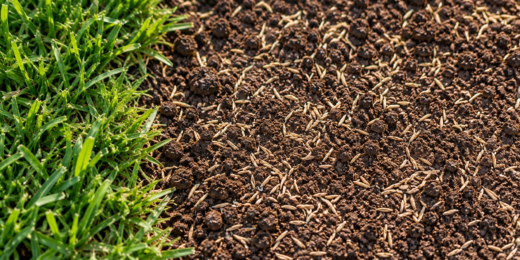 Close-up of grass seed scattered across prepared soil next to an established patch of green grass