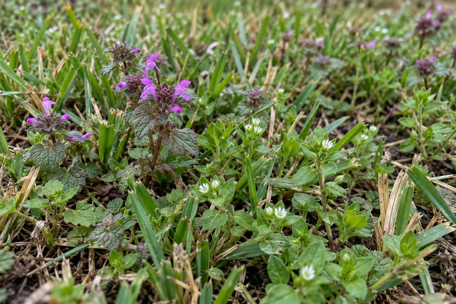 Close-up of henbit and chickweed growing through a thin patch of lawn in winter